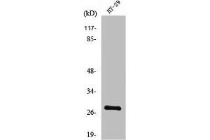 Western Blot analysis of HT29 cells using Neurexophilin-3 Polyclonal Antibody (NXPH3 抗体  (Internal Region))