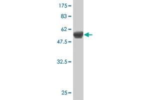 Western Blot detection against Immunogen (58. (HLF 抗体  (AA 1-295))