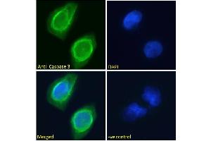 ABIN768625 Immunofluorescence analysis of paraformaldehyde fixed U251 cells, permeabilized with 0. (Caspase 3 抗体  (Internal Region))