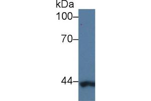 Detection of CAP3 in Human K562 cell lysate using Polyclonal Antibody to Cytoplasmic Antiproteinase 3 (CAP3) (SERPINB9 抗体  (AA 1-376))