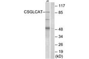 Western Blotting (WB) image for anti-Chondroitin Polymerizing Factor 2 (CHPF2) (AA 31-80) antibody (ABIN2890216) (CHPF2 抗体  (AA 31-80))