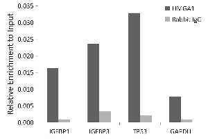 Chromatin Immunoprecipitation (ChIP) image for anti-High Mobility Group AT-Hook 1 (HMGA1) antibody (ABIN7267646)