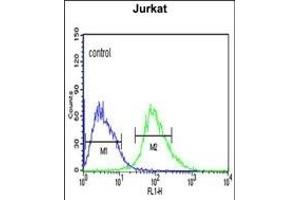 CANT1 Antibody (N-term) (ABIN652769 and ABIN2842506) flow cytometric analysis of Jurkat cells (right histogram) compared to a negative control cell (left histogram). (CANT1 抗体  (N-Term))