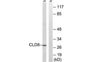 Western Blotting (WB) image for anti-Claudin 8 (CLDN8) (AA 81-130) antibody (ABIN2890225) (CLDN8 抗体  (AA 81-130))