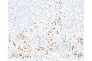 anti-Topo IIalpha (AA 650-700) antibody