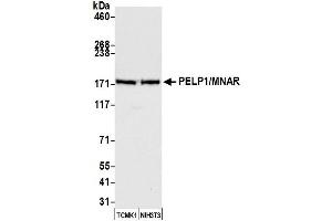 Western Blotting (WB) image for anti-Proline-, Glutamic Acid- and Leucine-Rich Protein 1 (PELP1) (AA 1000-1050) antibody (ABIN7453550)