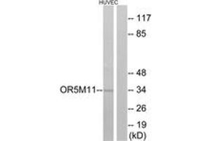 Western Blotting (WB) image for anti-Olfactory Receptor, Family 5, Subfamily M, Member 11 (OR5M11) (AA 233-282) antibody (ABIN2891031) (OR5M11 抗体  (AA 233-282))