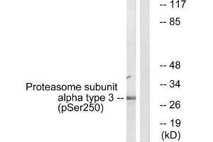 Western blot analysis of extracts from 3T3 cells, treated with EGF (200 ng/mL, 30 mins), using Proteasome α3 (Phospho-Ser250) antibody. (PSMA3 抗体  (pSer250))
