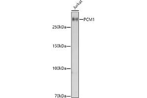 Western blot analysis of extracts of Jurkat cells, using PCM1 antibody  at 1:1000 dilution. (PCM1 抗体  (AA 1-260))