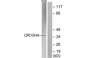 Western Blotting (WB) image for anti-Olfactory Receptor, Family 10, Subfamily H, Member 4 (OR10H4) (Internal Region) antibody (ABIN1853182) (OR10H4 抗体  (Internal Region))