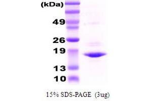 SDS-PAGE (SDS) image for Crystallin, alpha A (CRYAA) protein (ABIN666823) (CRYAA 蛋白)