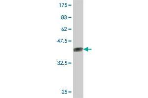 Western Blotting (WB) image for anti-Potassium Inwardly-Rectifying Channel, Subfamily J, Member 10 (KCNJ10) (AA 276-379) antibody (ABIN561583)