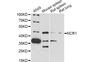 Western blot analysis of extracts of various cell lines, using NCR1 antibody (ABIN6291526) at 1:3000 dilution. (NCR1 抗体)