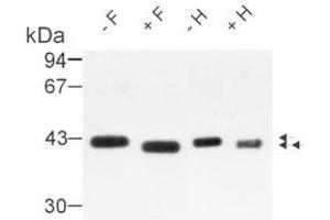 Western Blot analysis of Osteonectin isolated from human bone. (SPARC 抗体)