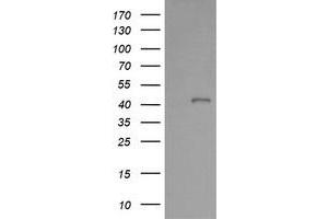 Image no. 2 for anti-Parvin, alpha (PARVA) antibody (ABIN1496441) (Parvin alpha 抗体)