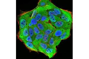 Immunofluorescence (IF) image for anti-Karyopherin alpha 2 (RAG Cohort 1, Importin alpha 1) (KPNA2) (AA 1-530) antibody (ABIN5542626)
