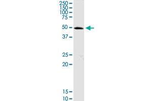 OXCT1 MaxPab rabbit polyclonal antibody. (OXCT1 抗体  (AA 1-520))