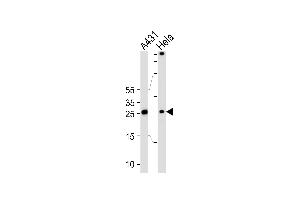 Western blot analysis of lysates from A431, Hela cell line (from left to right), using SFN Antibody at 1:1000 at each lane. (14-3-3 sigma/SFN 抗体  (C-Term))