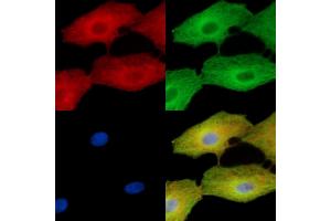ABIN7096273 and ABIN7100335 staining  cells by IF/ICC. (VWA5B2 抗体)