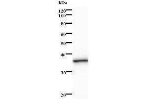Western Blotting (WB) image for anti-Nth Endonuclease III-Like 1 (NTHL1) antibody (ABIN933150) (Nth Endonuclease III-Like 1 (NTHL1) 抗体)