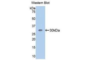 Western Blotting (WB) image for anti-Sema Domain, Seven Thrombospondin Repeats (Type 1 and Type 1-Like), Transmembrane Domain (TM) and Short Cytoplasmic Domain, (Semaphorin) 5B (SEMA5B) (AA 350-602) antibody (ABIN7438508)