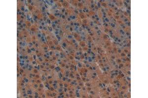 Used in DAB staining on fromalin fixed paraffin- embedded stomach tissue (Caspase 7 抗体  (AA 1-250))