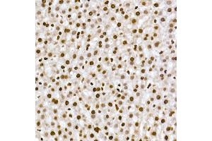Immunohistochemistry of paraffin-embedded rat liver using RBM3 Rabbit mAb (ABIN7270084) at dilution of 1:25 (40x lens). (RBM3 抗体)