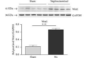 Western Blotting (WB) image for anti-Wingless-Type MMTV Integration Site Family, Member 1 (WNT1) (Internal Region) antibody (ABIN233837)