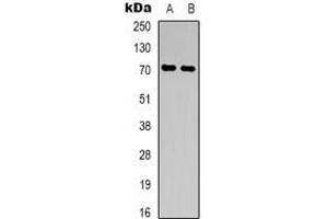Western blot analysis of CD316 expression in K562 (A), NIH3T3 (B) whole cell lysates. (IGSF8 抗体)