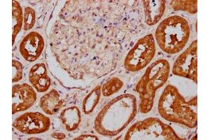 IHC image of ABIN7163552 diluted at 1:400 and staining in paraffin-embedded human kidney tissue performed on a Leica BondTM system.