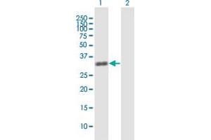 Western Blot analysis of ZNF509 expression in transfected 293T cell line by ZNF509 MaxPab polyclonal antibody. (ZBTB49 抗体  (AA 1-248))