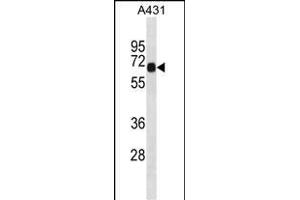 DNAI2 Antibody (C-term) (ABIN1881264 and ABIN2839024) western blot analysis in A431 cell line lysates (35 μg/lane). (DNAI2 抗体  (C-Term))