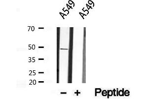 Western blot analysis of extracts from A549, using Inhibin beta A antibody. (INHBA 抗体  (Internal Region))