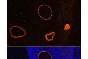 Immunofluorescence analysis of Rat oophoroma cells using ZP3 Polyclonal Antibody at dilution of 1:100. (Zona Pellucida Glycoprotein 3 抗体)