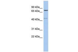 Image no. 1 for anti-Peroxisomal Biogenesis Factor 5 (PEX5) (C-Term) antibody (ABIN6743971) (PEX5 抗体  (C-Term))