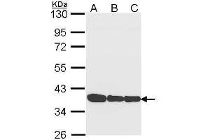 WB Image Sample (30 ug of whole cell lysate) A: A431 , B: H1299 C: Hela 10% SDS PAGE antibody diluted at 1:1000 (Annexin a1 抗体)