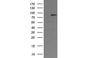 Image no. 1 for anti-AFG3-Like Protein 2 (AFG3L2) (AA 1-250) antibody (ABIN1490630) (AFG3L2 抗体  (AA 1-250))