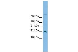 WB Suggested Anti-NHP2L1 Antibody Titration:  0. (NHP2L1 抗体  (N-Term))