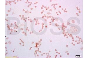 Mouse macrophages(RAW264. (TLR4 抗体  (AA 751-835))