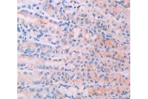 IHC-P analysis of Rat Tissue, with DAB staining. (IL-34 抗体  (AA 21-234))