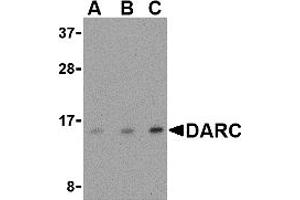Western Blotting (WB) image for anti-Duffy Blood Group, Chemokine Receptor (DARC) (N-Term) antibody (ABIN1031343) (DARC 抗体  (N-Term))