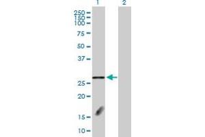 Western Blot analysis of FBXL18 expression in transfected 293T cell line by FBXL18 MaxPab polyclonal antibody.