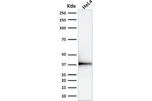 Western Blot Analysis of human HeLa cell lysate using Emerin Mouse Monoclonal Antibody (EMD/2168). (Emerin 抗体  (AA 56-167))