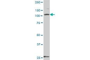 DDX58 MaxPab polyclonal antibody. (DDX58 抗体  (AA 1-925))
