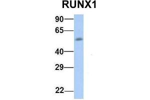 Host:  Rabbit  Target Name:  RUNX1  Sample Type:  Human Fetal Muscle  Antibody Dilution:  1. (RUNX1 抗体  (Middle Region))