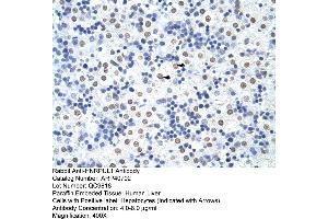 Rabbit Anti-HNRPUL1 Antibody  Paraffin Embedded Tissue: Human Liver Cellular Data: Hepatocytes Antibody Concentration: 4. (HNRNPUL1 抗体  (C-Term))