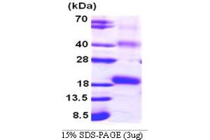 IL-18 Protein (AA 36-192) (His tag)