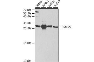 Western blot analysis of extracts of various cell lines, using PSMD9 antibody (ABIN1876545) at 1:1000 dilution. (PSMD9 抗体)