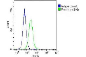 Overlay histogram showing Hela cells stained with (ABIN6242955 and ABIN6578646) (green line). (GALC 抗体  (AA 26-56))