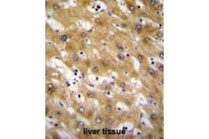 CLEC12B Antibody (C-term) immunohistochemistry analysis in formalin fixed and paraffin embedded human liver tissue followed by peroxidase conjugation of the secondary antibody and DAB staining.